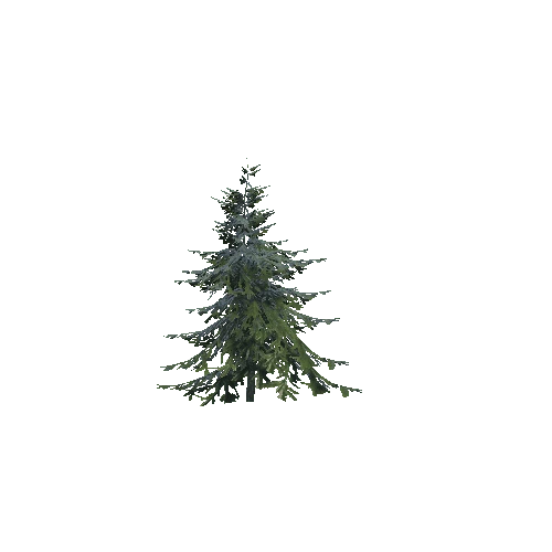 spruce 2